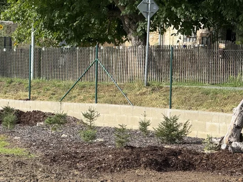 Mladé jehličnany v mulčovaném pásu podél nízké zídky